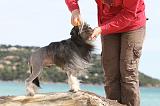 PETIT CHIEN LION - BROSSAGE 075